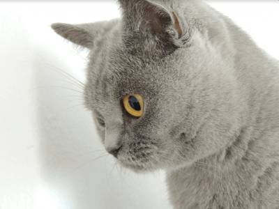 В России у кошки выявили коронавирус - live24.ru - Москва - Россия