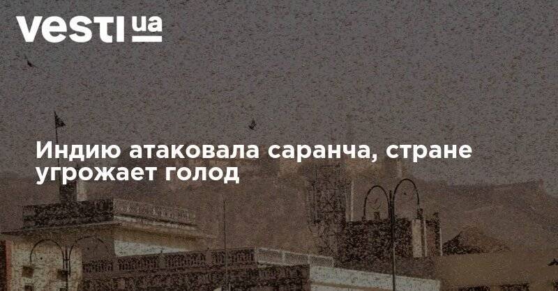Индию атаковала саранча, стране угрожает голод - vesti.ua - Индия - Пакистан