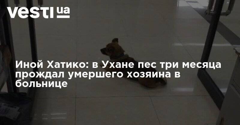 Иной Хатико: в Ухане пес три месяца прождал умершего хозяина в больнице - vesti.ua - Китай - Ухань