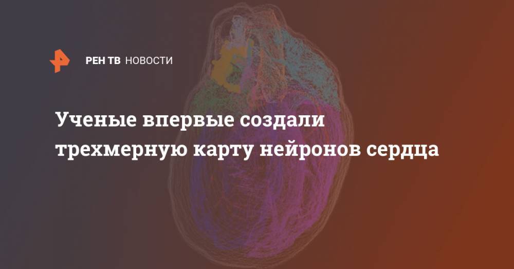 Ученые впервые создали трехмерную карту нейронов сердца - ren.tv - США