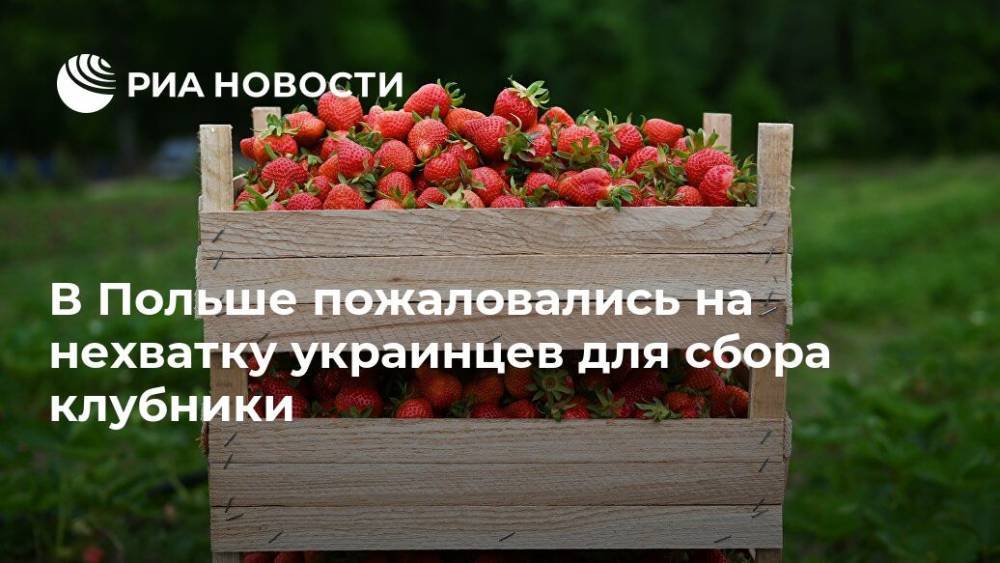 В Польше пожаловались на нехватку украинцев для сбора клубники - ria.ru - Украина - Польша - Варшава