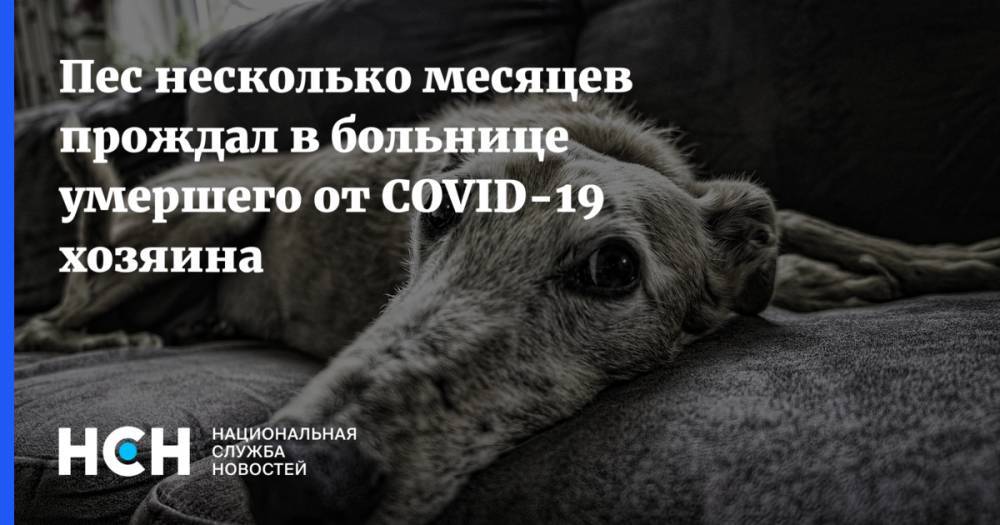 Пес несколько месяцев прождал в больнице умершего от COVID-19 хозяина - nsn.fm - Китай - Ухань