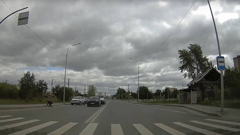 Водитель из Тюмени спас утиную семью - nashgorod.ru - Тюмень