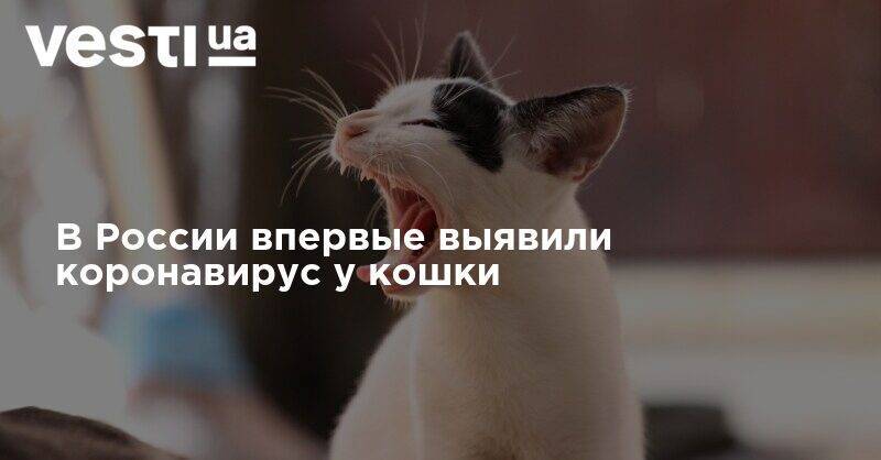 В России впервые выявили коронавирус у кошки - vesti.ua - Москва - Россия - Бельгия