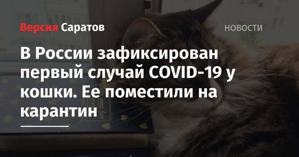 В России зафиксирован первый случай COVID-19 у кошки. Ее поместили на карантин - nversia.ru - Москва - Россия