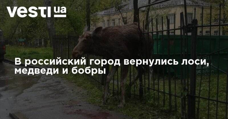 В российский город вернулись лоси, медведи и бобры - vesti.ua - Россия - Ярославль
