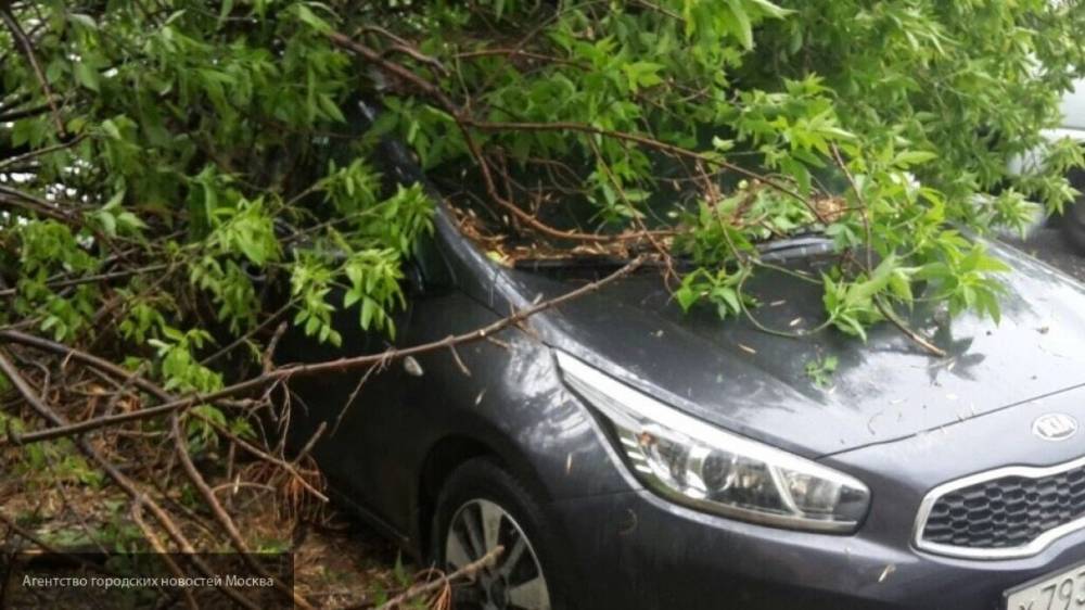 Ураган в Кузбассе повредил 150 домов и повалил 280 деревьев - inforeactor.ru - район Мариинский