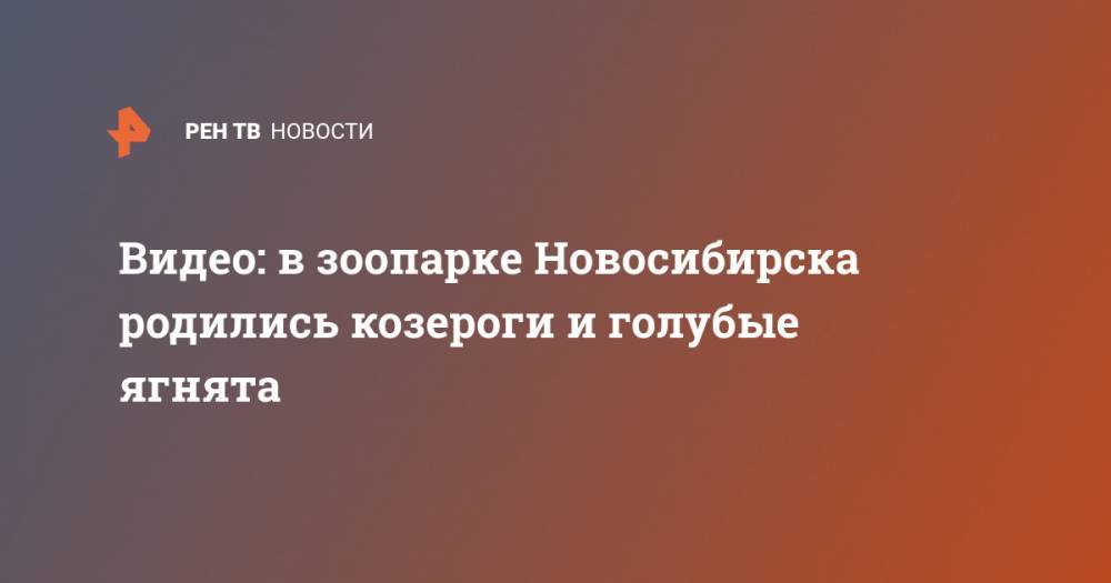 Видео: в зоопарке Новосибирска родились козероги и голубые ягнята - ren.tv - Новосибирск