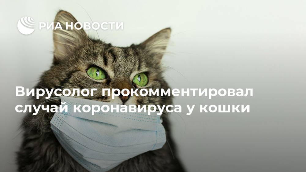 Анатолий Альтштейн - Вирусолог прокомментировал случай коронавируса у кошки - ria.ru - Москва - Россия