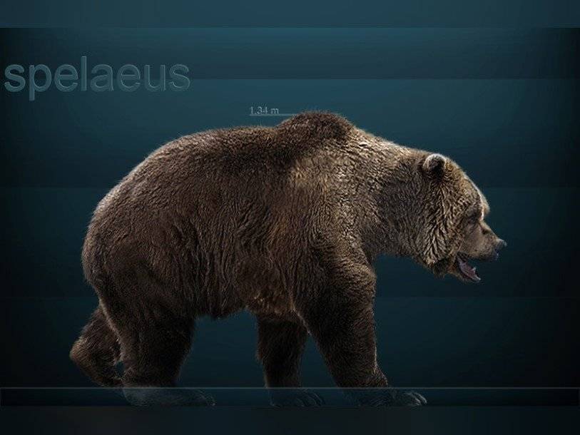 Пещерные медведи оказались строгими вегетарианцами - polit.ru