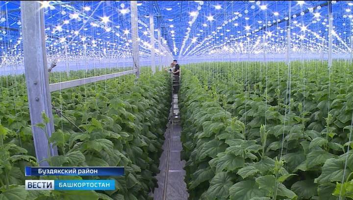 Минсельхоз: производство тепличных овощей в России выросло на 19% - vesti.ru - Россия - Краснодарский край - Калужская обл. - Ставрополье
