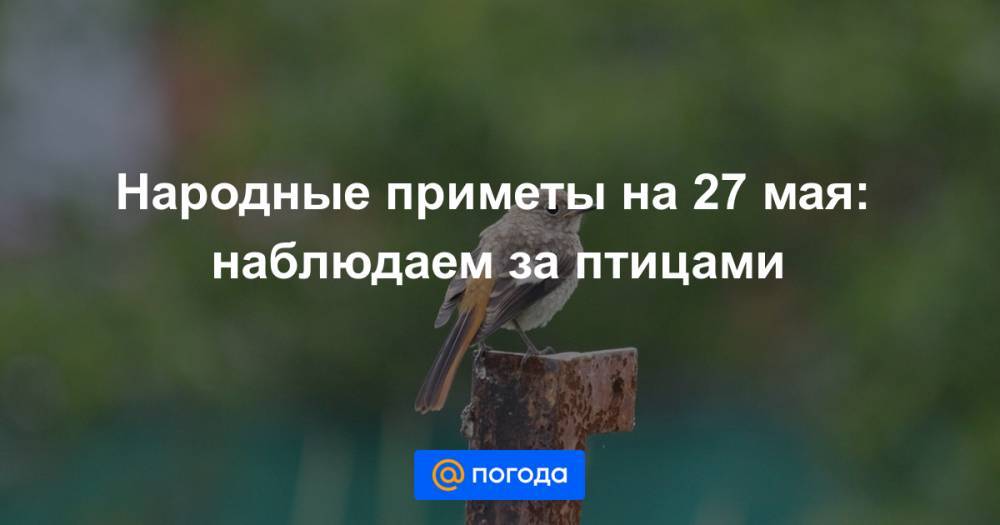 Екатерина Гура - Народные приметы на 27 мая: наблюдаем за птицами - news.mail.ru