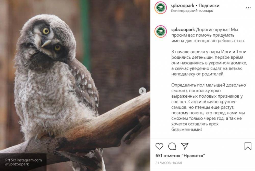 Новорожденным совятам из Ленинградского зоопарка выбирают имена в соцсетях - nation-news.ru - Петербурга