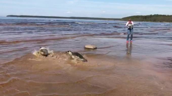 Четыре тюленя выпустили в Балтийское море после реабилитации - piter.tv - Ленинградская обл. - Санкт-Петербург