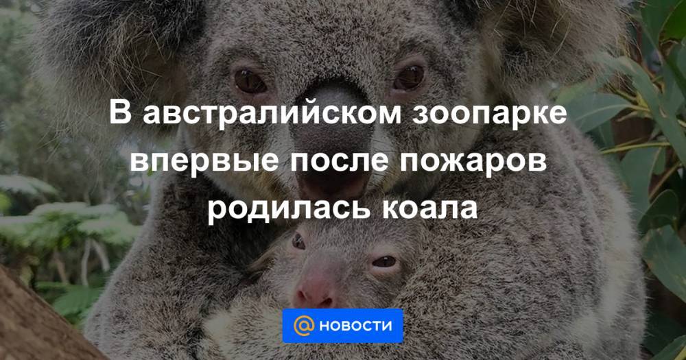 В австралийском зоопарке впервые после пожаров родилась коала - news.mail.ru - Австралия - county Park