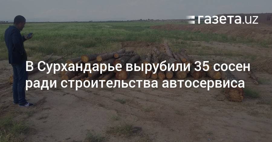 В Сурхандарье вырубили 35 сосен ради строительства автосервиса - gazeta.uz - район Шерабадский