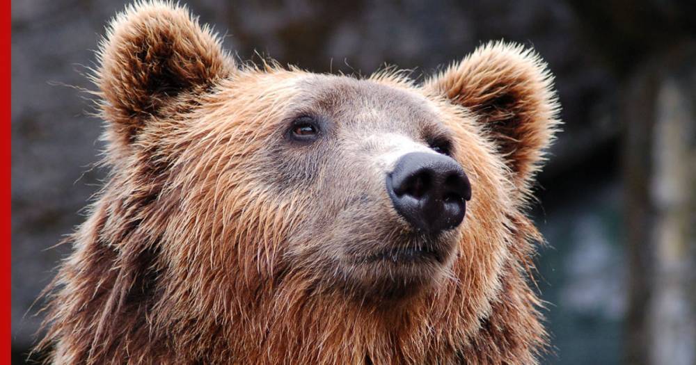Реакция мальчика на встречу с медведем «взорвала» сеть - profile.ru - Италия