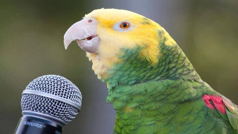 В Аргентине говорящий попугай станет главным свидетелем в деле об убийстве - newizv.ru - Аргентина