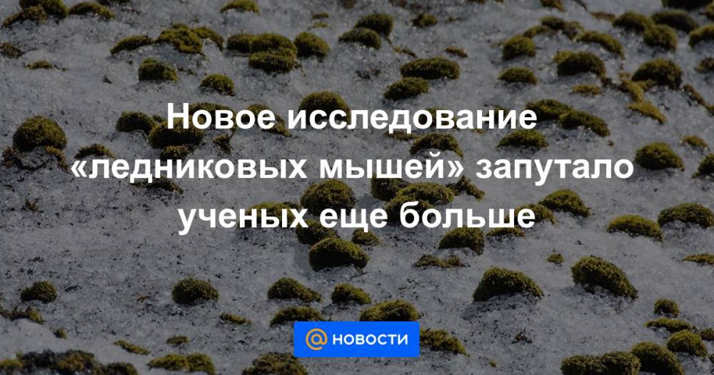 Новое исследование «ледниковых мышей» запутало ученых еще больше - news.mail.ru - Норвегия - США - шт.Аляска - Исландия