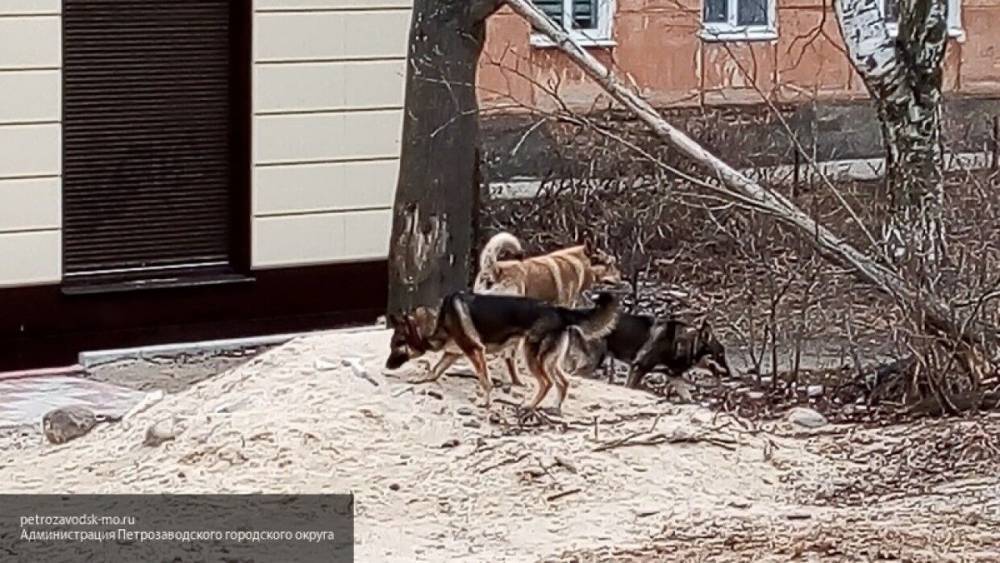 Бездомные собаки напали на девочку в Сосновом Бору - nation-news.ru - Сосновый Бор
