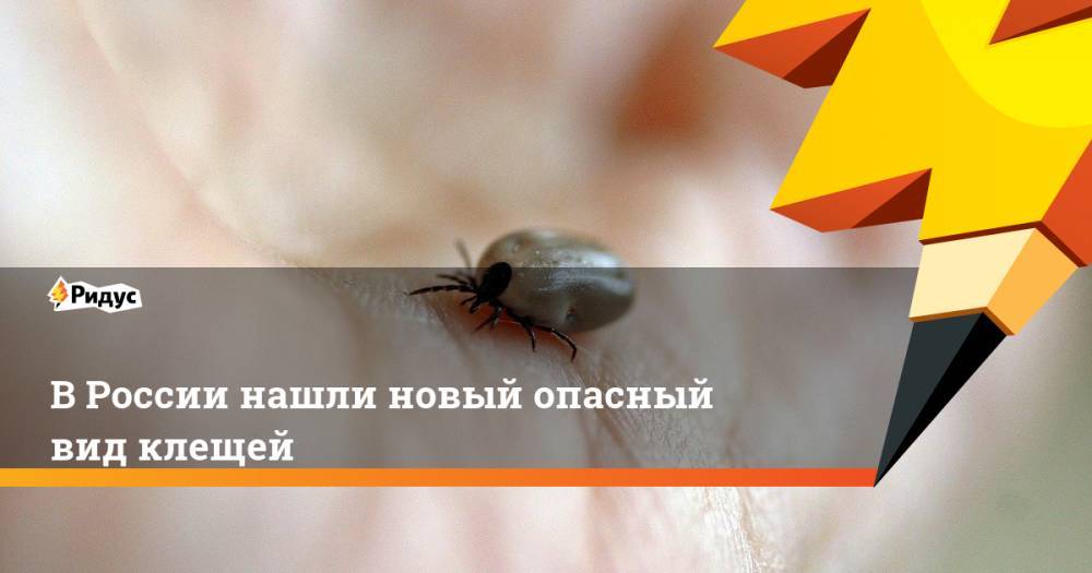 В России нашли новый опасный вид клещей - ridus.ru - Россия - Новосибирск - Новосибирская обл. - Томск