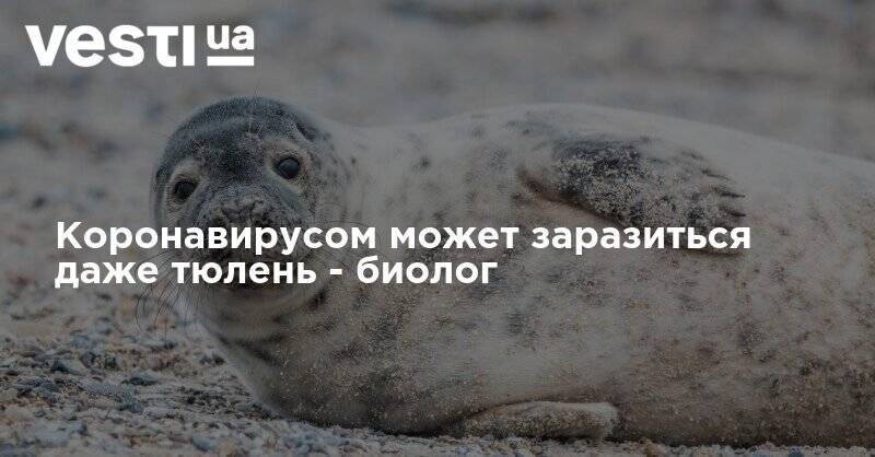 Мария Воронцова - Коронавирусом может заразиться даже тюлень - биолог - vesti.ua