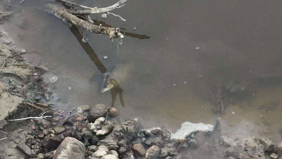 Воду в потемневшей реке Талгар проверяет Казгидромет. Пока установили только то, что она плохо пахнет - informburo.kz - Казахстан - Алма-Ата - Алматинская обл.