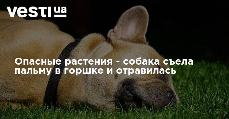 Опасные растения - собака съела пальму в горшке и отравилась - vesti.ua - США - New York - USA - штат Висконсин