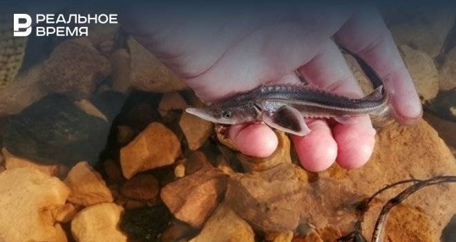 В Куйбышевское водохранилище выпустили 20 тысяч мальков стерляди - realnoevremya.ru - респ. Татарстан - респ. Марий Эл