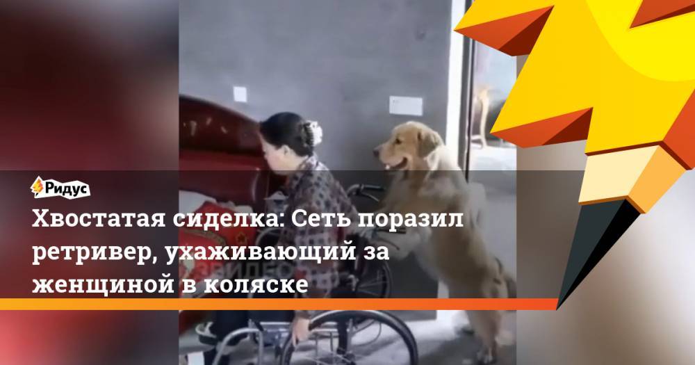 Хвостатая сиделка: Сеть поразил ретривер, ухаживающий за женщиной в коляске - ridus.ru