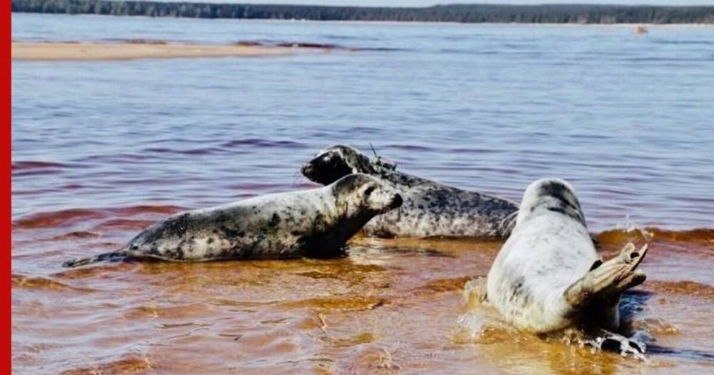 Камчатские тюлени попали под усиленный надзор - profile.ru - Россия - Камчатск - Дальний Восток