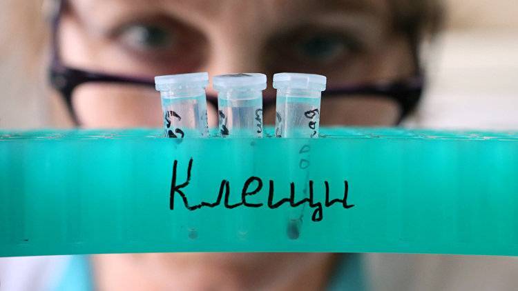 Суперклещ: ученые предупредили о появлении нового вида опасных клещей - crimea.ria.ru - Россия - Крым - Симферополь - Новосибирск - Томск