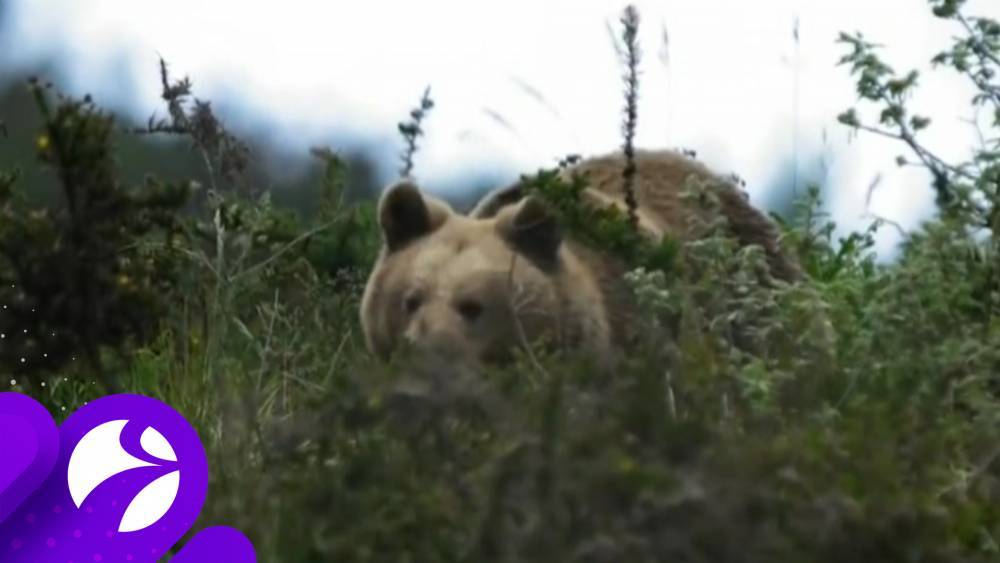 В ЯНАО медведь напугал путешественников - newsland.com - окр. Янао