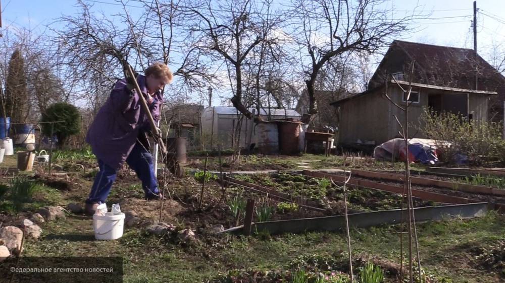 Испанский журналист признал, что зову российской дачи невозможно сопротивляться - nation-news.ru - Россия - Испания