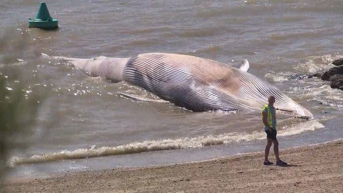 На пляж в Британии выбросило 12-метрового мертвого кита - focus.ua - Англия