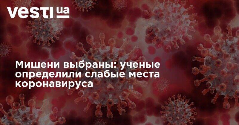 Мишени выбраны: ученые определили слабые места коронавируса - vesti.ua