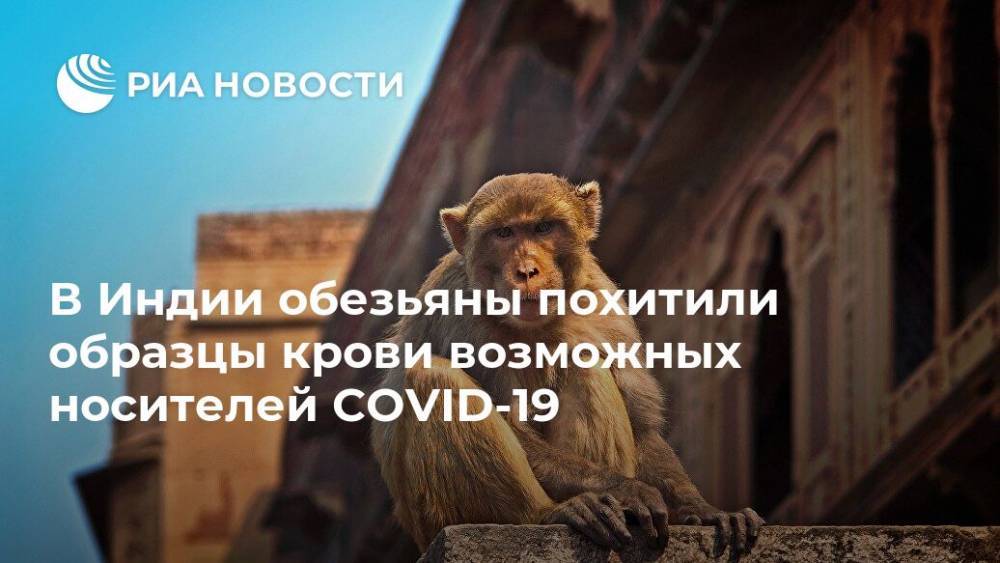 В Индии обезьяны похитили образцы крови возможных носителей COVID-19 - ria.ru - Индия - Нью-Дели - India - штат Уттар-Прадеш