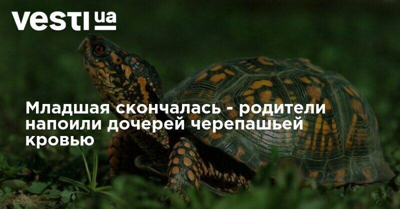 Младшая скончалась - родители напоили дочерей черепашьей кровью - vesti.ua - США - Доминиканская Республика