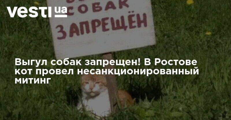 Выгул собак запрещен! В Ростове кот провел несанкционированный митинг - vesti.ua - Россия - Ростов