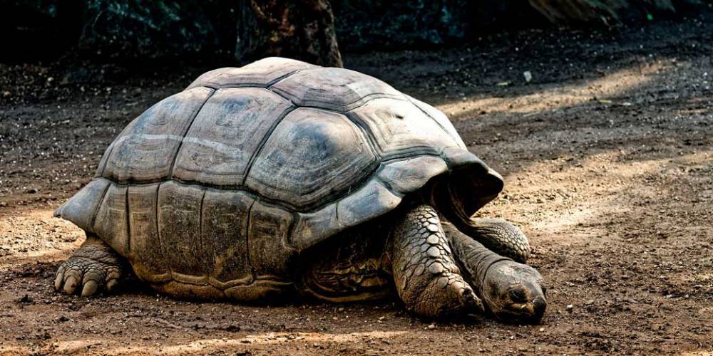Черепаха-предсказательница отметила 100-летний юбилей - detaly.co.il - Турция - Стамбул