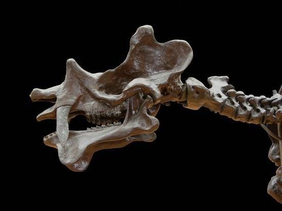 В Великобритании обнаружили останки древнего птерозавра - newtvnews.ru - Китай - Англия - Бразилия