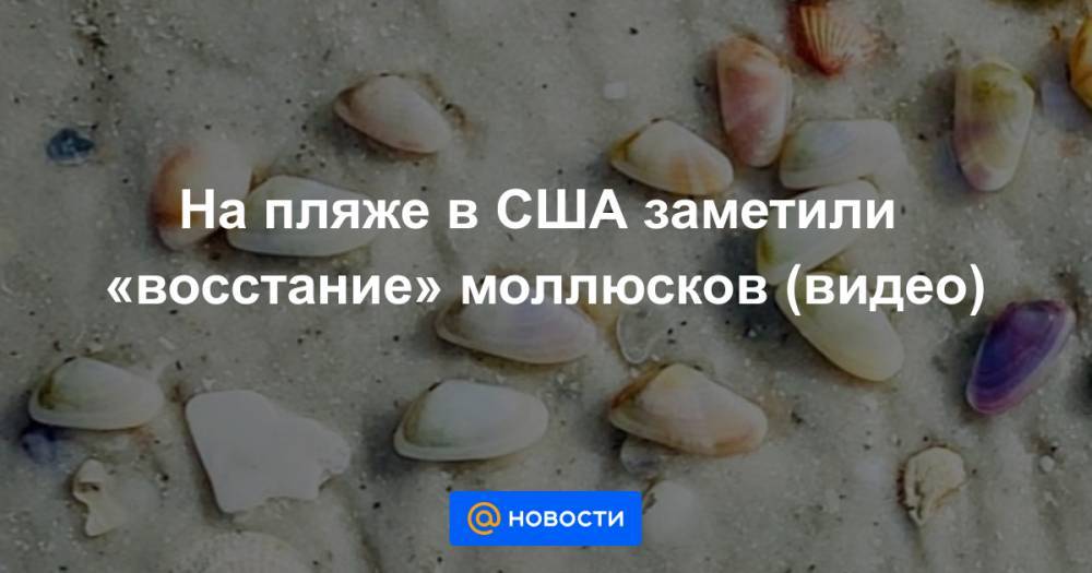 Анна Лысенко - На пляже в США заметили «восстание» моллюсков (видео) - news.mail.ru - США - шт.Флорида