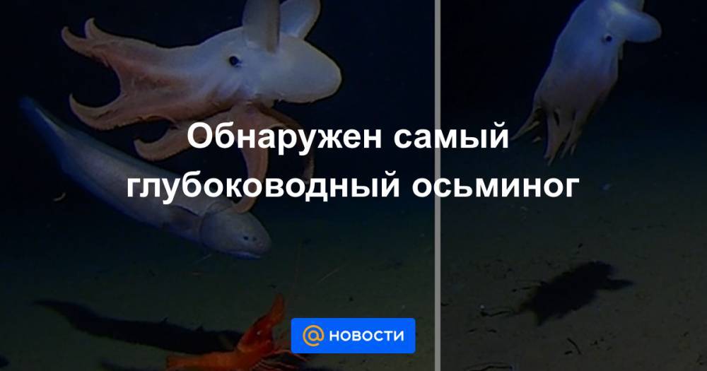 Анна Лысенко - Обнаружен самый глубоководный осьминог - news.mail.ru