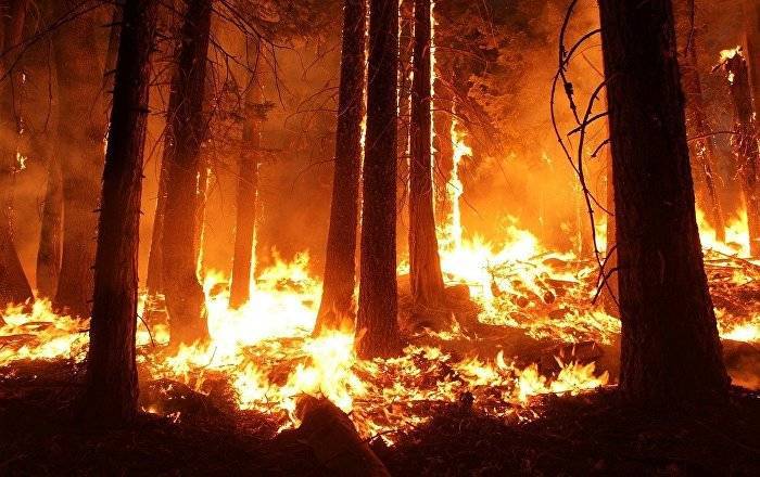 Горит полигон НВС в Адажи: пожарные не могут справиться с огнем - lv.sputniknews.ru - Рига - Латвия