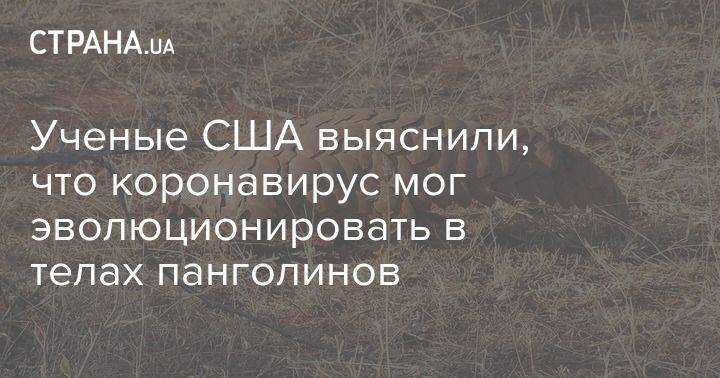 Ученые США выяснили, что коронавирус мог эволюционировать в телах панголинов - usa.one - США
