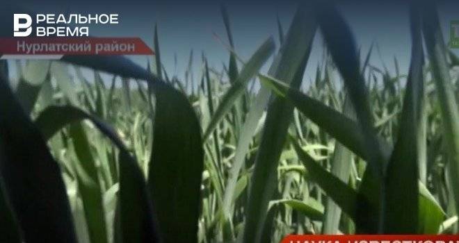 В Нурлате прошел первый агросеминар полевого формата — видео - realnoevremya.ru - респ. Татарстан