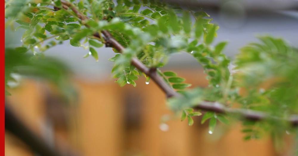 Лето в Москве и Петербурге начнется с похолодания - profile.ru - Москва - Россия - Санкт-Петербург