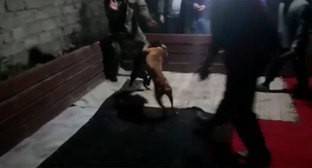 В Азербайджане арестованы устроители собачьих боев - kavkaz-uzel.eu - Азербайджан