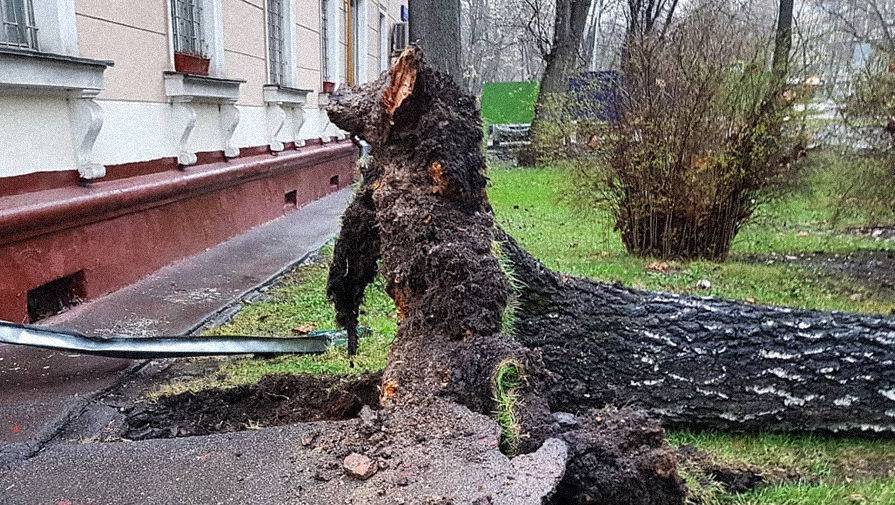 В Москве в результате непогоды повалены 70 деревьев - gazeta.ru - Москва - Московская обл.