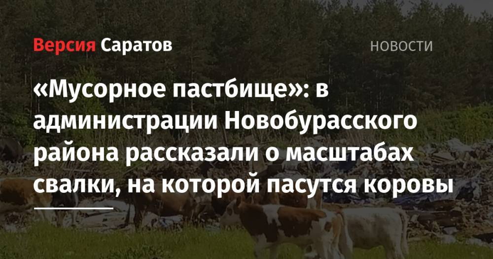 «Мусорное пастбище»: в администрации Новобурасского района рассказали о масштабах свалки, на которой пасутся коровы - nversia.ru - Саратов